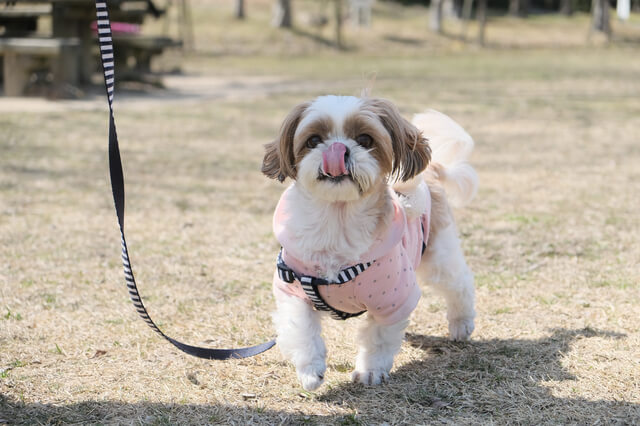 愛犬と一緒にお出かけ！関西のおすすめ・人気スポット14選！のサムネイル画像